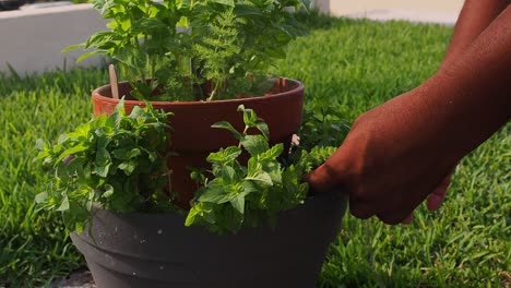 Pruning-fresh-mint-out-of-the-pot