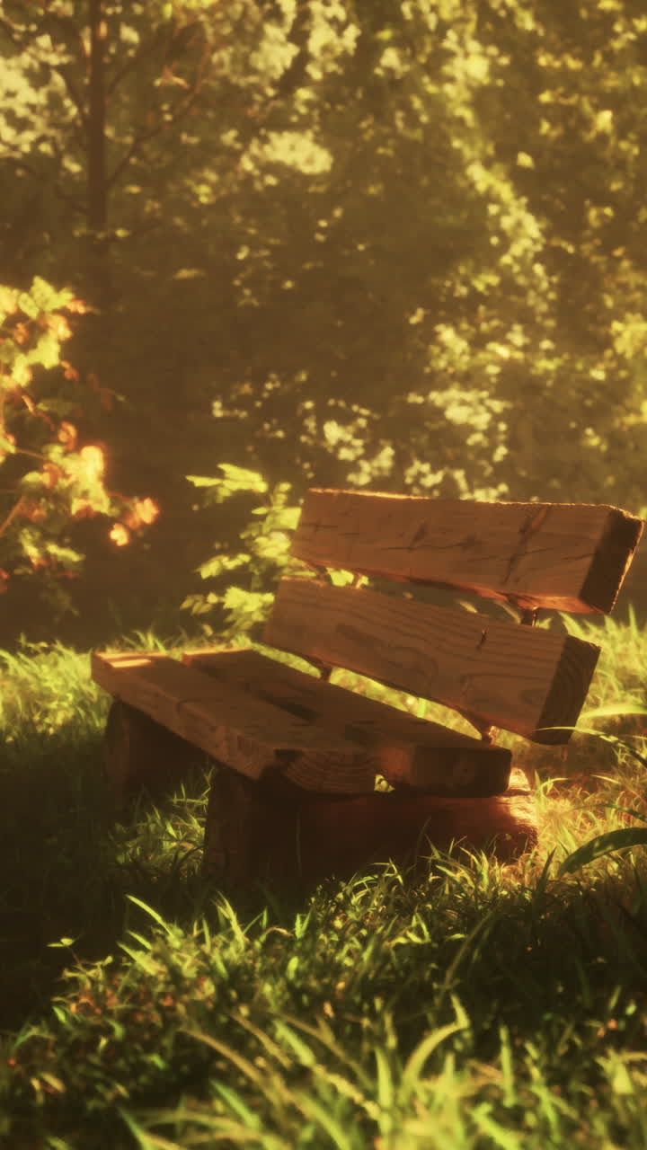 따뜻한 빛으로 목욕 된 울창한 숲에 나무 벤치가 앉아 있습니다.