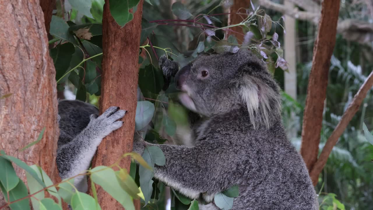 el koala interactúa con el árbol en su hábitat natural