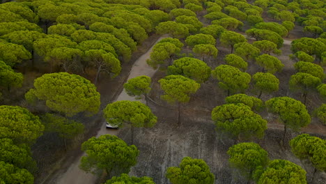 vehículo conduciendo por el camino de tierra en medio de exuberantes pinos de piedra en el bosque en el rompido, españa - toma aérea de drones