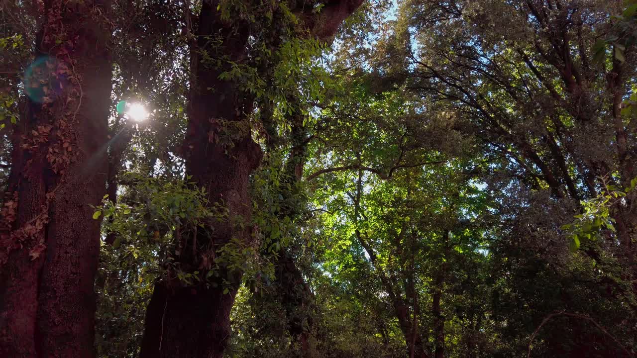 relajarse y buscar el sol entre dos árboles en un bosque verde, hermosa luz del sol, panorámica izquierda 4k 60fps