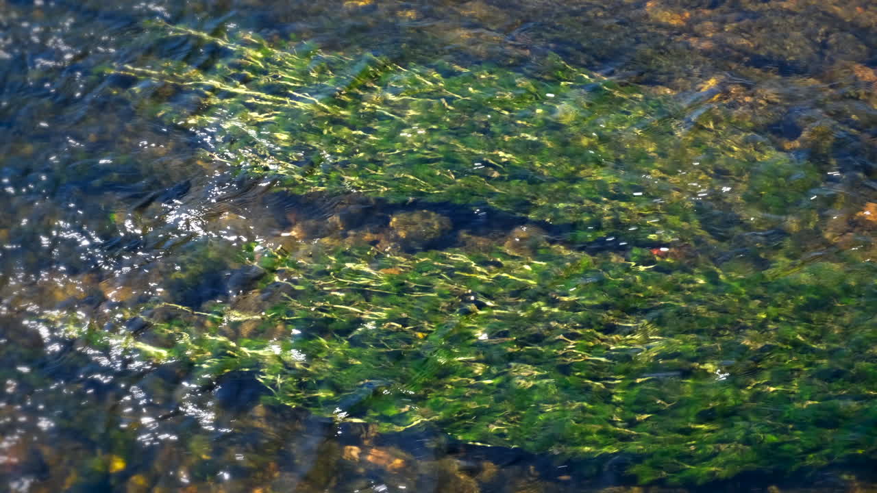 Lush green river weed moving with the flow of the water on the river Arrow in Warwickshire, England.