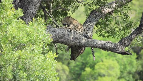 Sun-dappled-Leopard-rests-on-large-tree-branch-during-hot-African-day