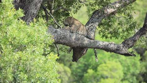 el leopardo con tonos de sol descansa sobre una gran rama de árbol durante el caluroso día africano