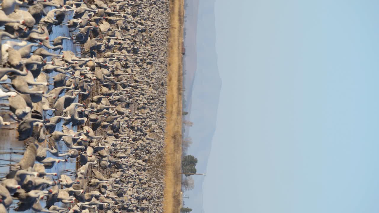 bandada de grullas comunes salvajes de pie en aguas poco profundas a la luz de la mañana temprano