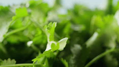 close-up of fresh coriander