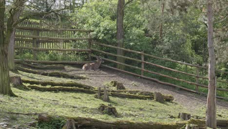 a-deer-sitting-in-its-enclosure-in-the-Prague-zoo,-Czech-Republic