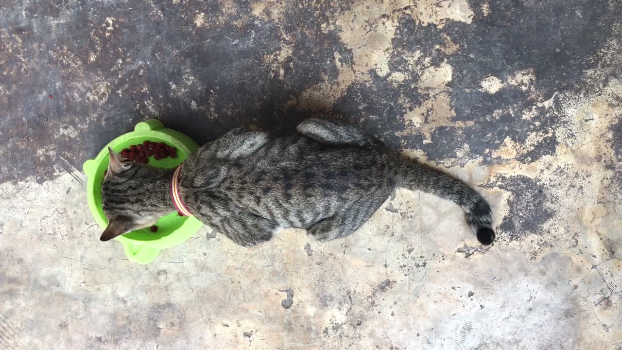 тайская кошка ест кошачью еду.