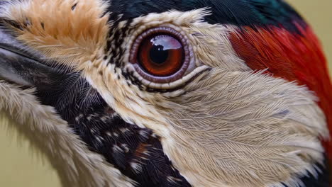 close-up of a colorful bird's eye and intricate feather detail