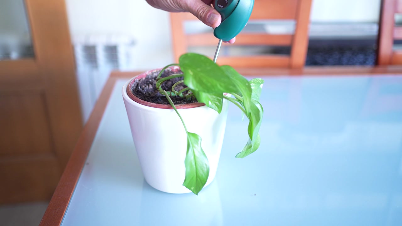 Tecniche di irrigazione efficaci per la cura delle piante da interno dimostrate e spiegate in dettaglio