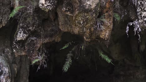 water drops from cave rock ceiling, close up shot