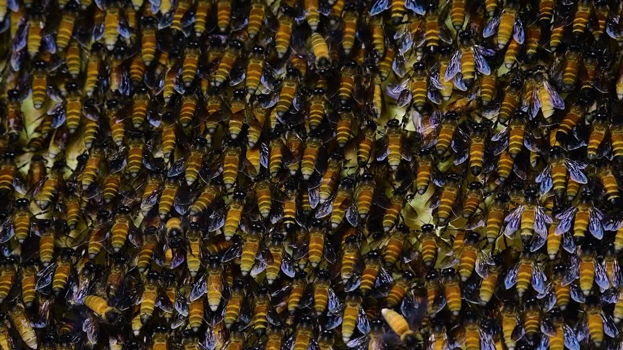 se sabe que las abejas melíferas gigantes construyen grandes colonias de nidos con bolsillos simétricos hechos de cera para almacenar miel como fuente de alimento.