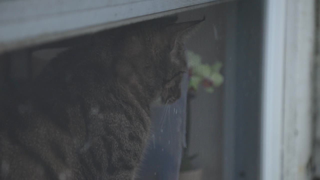 Black Striped Cat Sitting On The Window Of A House. - close up shot