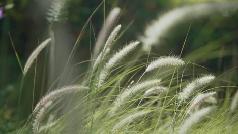 white soft fluffy reed flowers swaying in gentle breeze, close up, bokeh