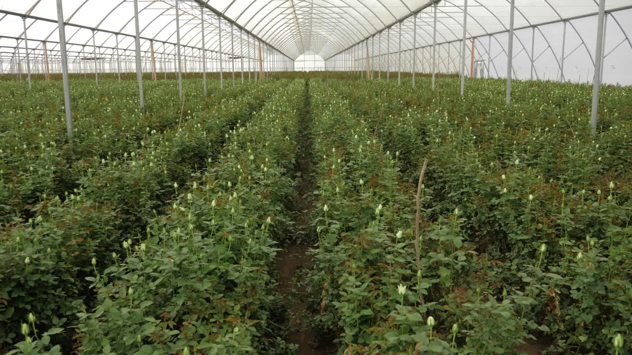 amplia vista de una casa verde con flores