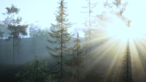 sunbeams in a misty forest