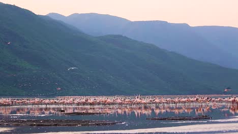 Gran-Bandada-De-Flamencos-Menores-En-El-Lago-Bogoria,-Kenia,-áfrica