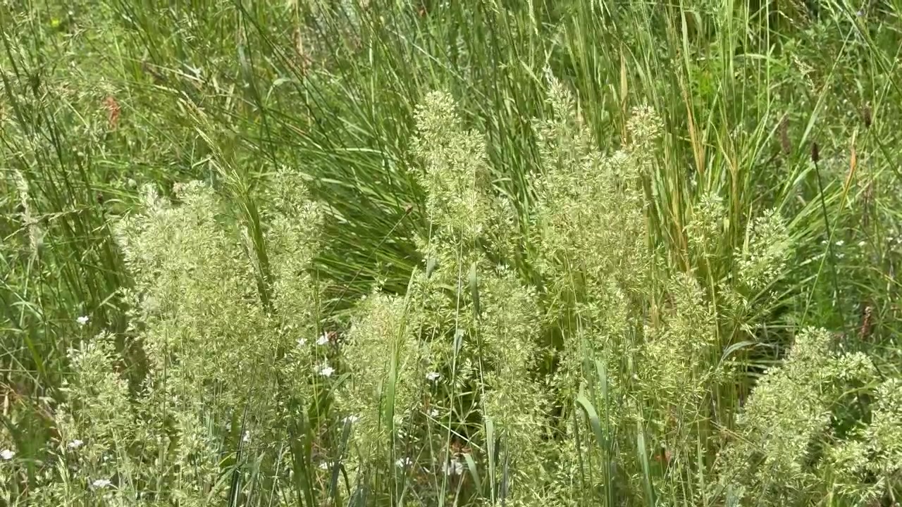 Erba verde alta e fiori selvatici bianchi ondeggiano dolcemente in un prato illuminato dal sole durante l'estate.
