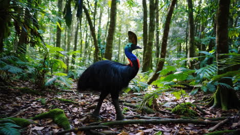 cassowary in a tropical rainforest