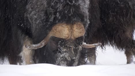 Frosty Musk Ox digging and snooping through the snow in search of food - Long medium close up shot