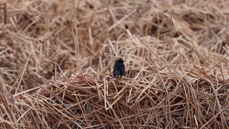 A-red-winged-blackbird-perches-on-top-of-some-dried-reeds