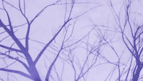 tree branch shadows on textured purple wall