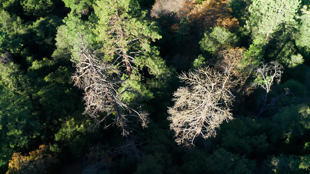 Dried up evergreen trees in forest after drought, Aerial Top Down Shot