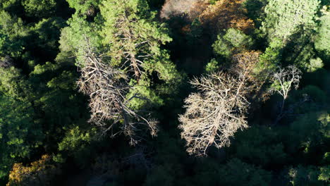 árboles de hoja perenne secos en el bosque después de la sequía, toma aérea de arriba hacia abajo