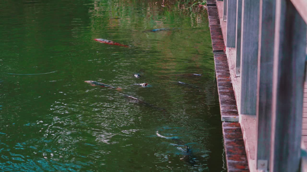 일본 도쿄 센조쿠이케 공원의 나무 판자 산책로 아래 연못에서 헤엄치는 코이 물고기
