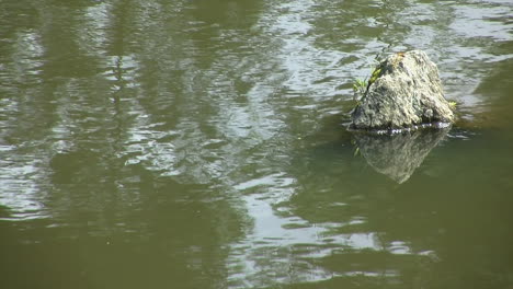 Decorative-rock-and-water-ripples-on-a-pond-surface