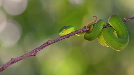 la víbora de labios blancos es una víbora venenosa endémica del sudeste asiático y a menudo se encuentra durante la noche esperando en una rama o rama de un árbol cerca de un cuerpo de agua con muchos alimentos