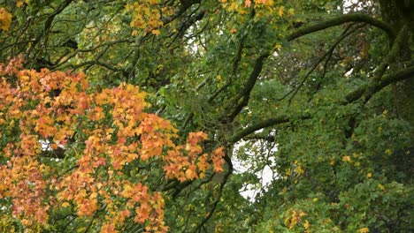 con hojas de árbol moviéndose en el viento