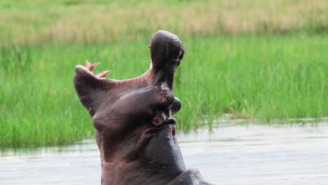 african hippopotamus yawning in the water