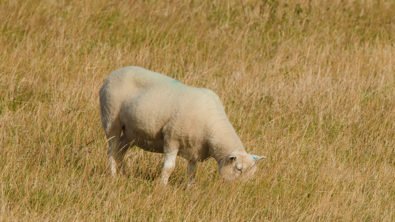 Single sheep grazes calmly on dry grassland, natural daylight, slow panning camera movement