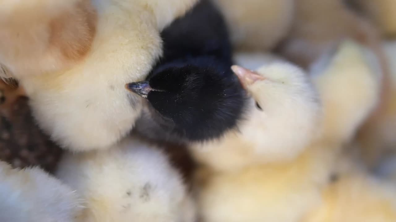Group of Baby Chicks