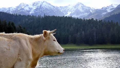 happy singular white cow standing by a lake enjoying the fresh natural mountain view