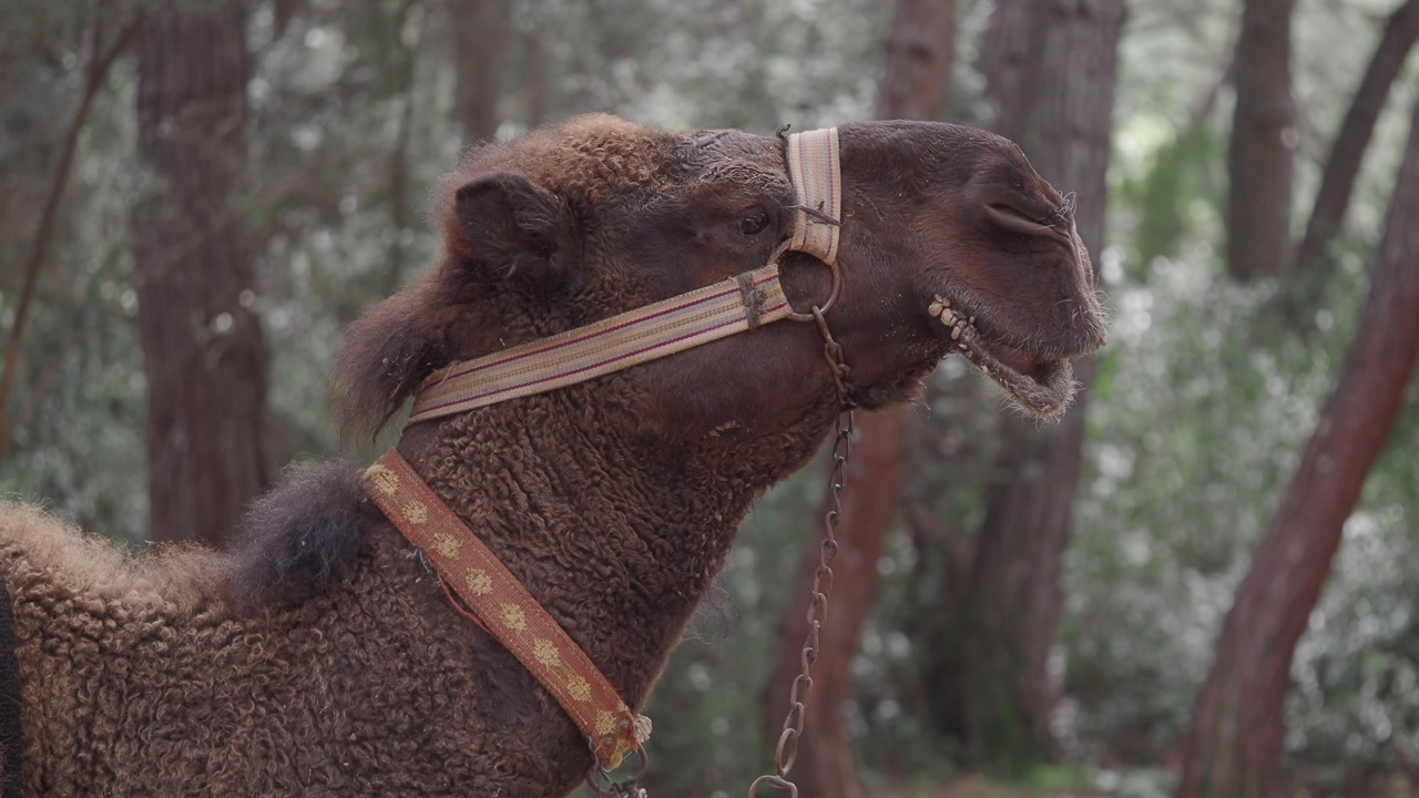 Close-up Profile of a Brown Camel in a Forest