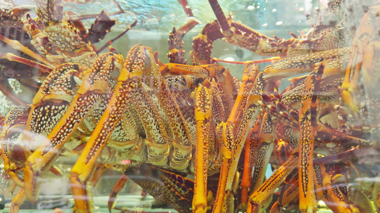 live crabs in restaurants tanks in hong kong