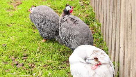 three guineafowl interacting near a wooden fence