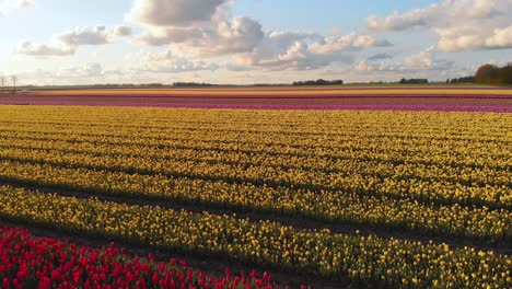 aerial: colourful tulip fields growing in netherlands countryside, 4k landscape