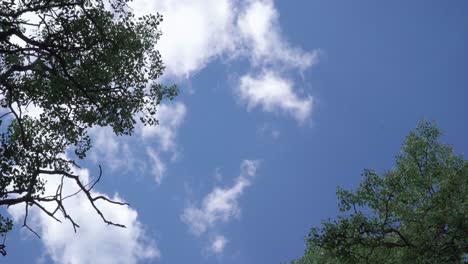 Timelape-shot-of-the-sky,-the-tips-of-two-birch-trees-are-poking-into-opposite-corners-of-the-frame