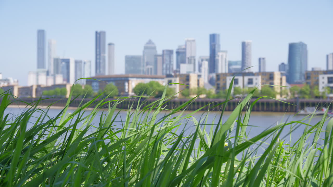 Close up of greenery with the London, England Canary Wharf skyline in the background in daylight