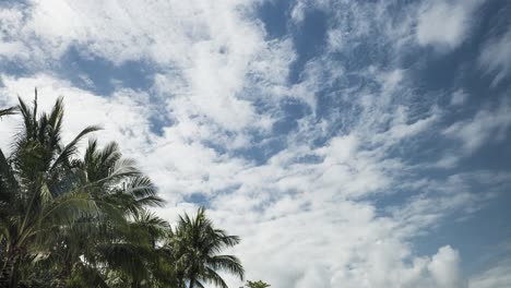 4k timelapse of clouds quickly moving across the skies above with a palm tree in frame