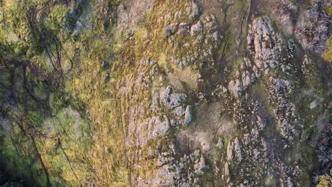 Top-Down-of-a-Male-Hiker-on-a-Rocky-Mossy-Trail-on-Vancouver-Island,-Canada,-Lone-Tree-Hill