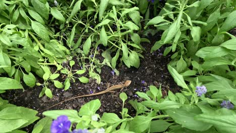 time-lapse of flowers blooming in a garden.