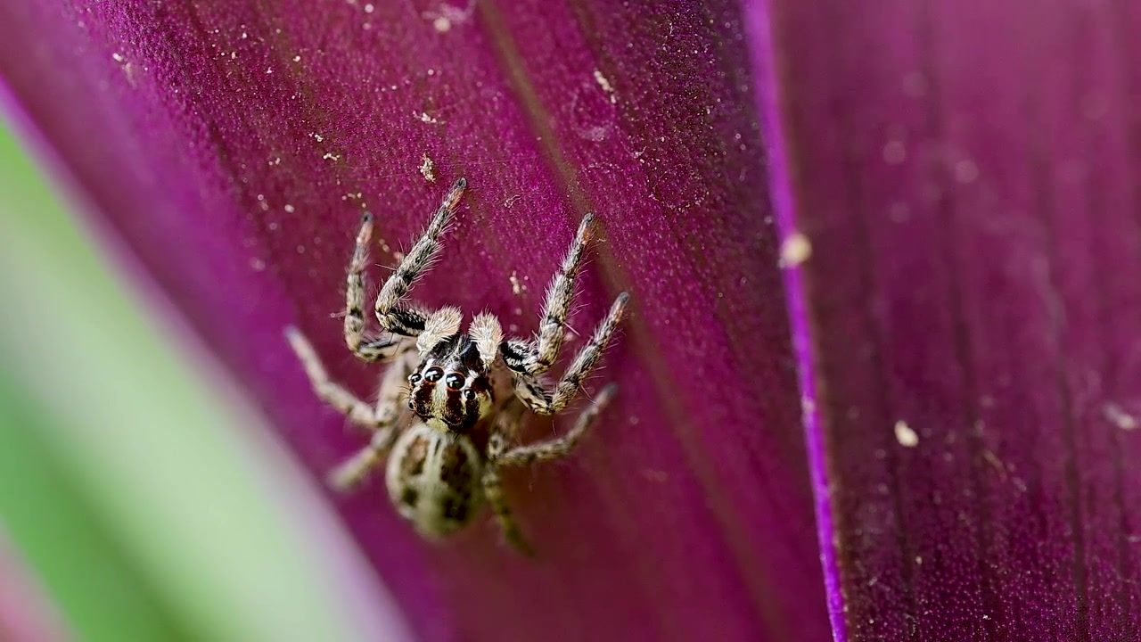 Observação macro destacando uma aranha-saltadora pantropical descansando na folhagem vívida de uma planta de jardim roxa.