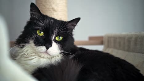 Close-up-shot-of-a-older-domestic-house-cat-with-a-beautiful-fluffy-tail