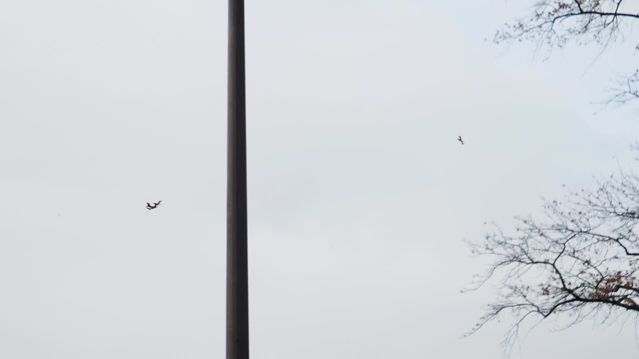 울트라 슬로우 모션으로 나무에서 떨어지는 단일 가을 잎