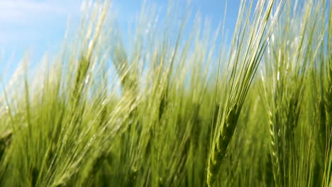 young ripe ears of wheat in spring on the field during sunny day