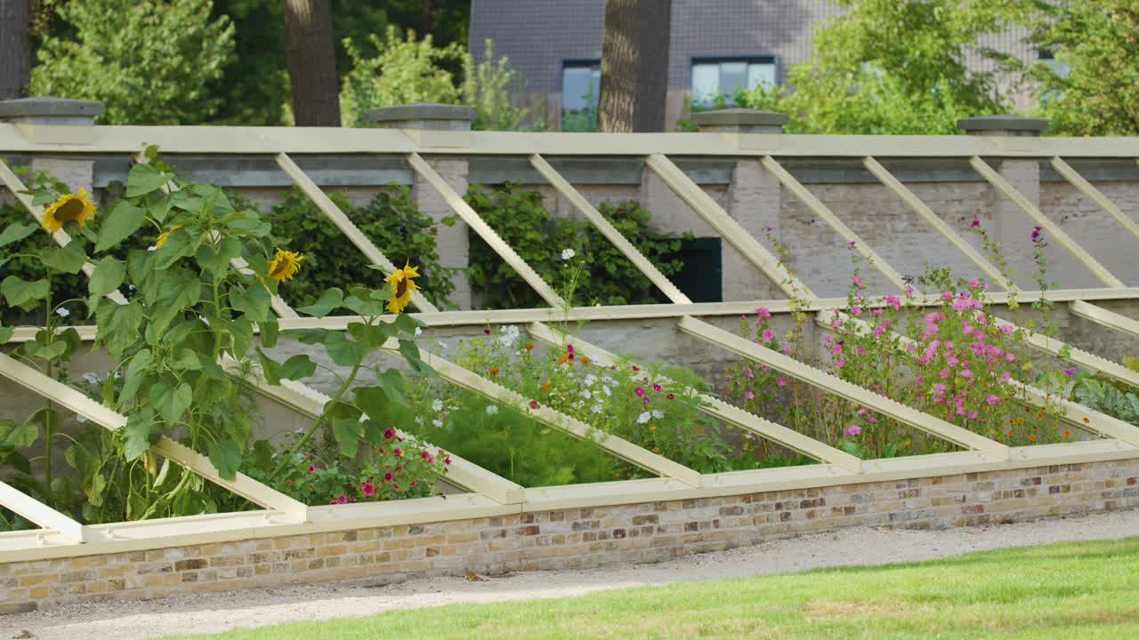 Sunflowers gently move in breeze, wooden trellis and lush garden, natural daylight, steady shot